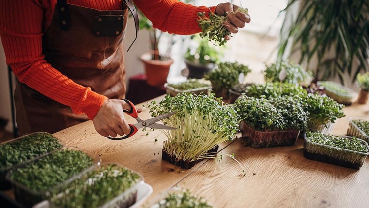 One woman, mature woman nurturing and cutting micro pea sprouts with scissors in her work shop.