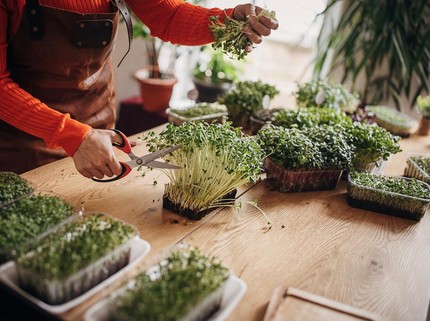 Kisah Sukses Alamanda Mahasiswi 21 Th Bisnis Microgreen, Raup Cuan Puluhan Juta
