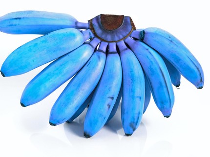 Viral Pisang Warna Biru Bikin Geger Dunia Maya, Seperti Apa Nutrisinya?