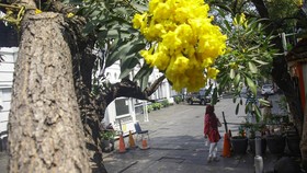 Kemang hingga Kota Tua, Jelajahi 5 Spot Mekarnya Tabebuya di Jakarta