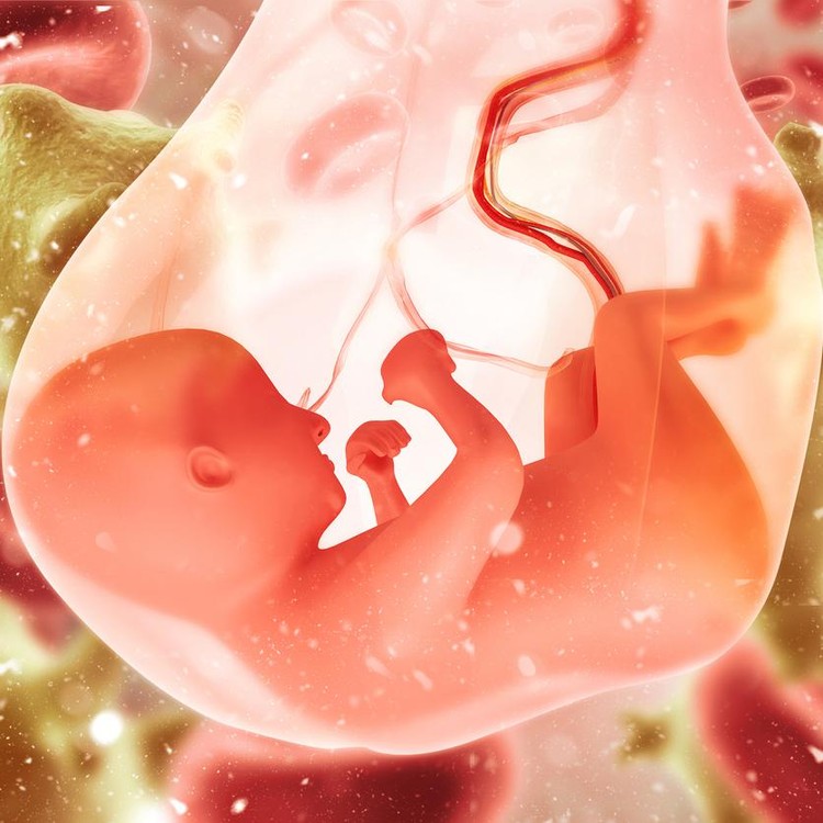 Ilustrasi Janin