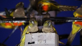 FOTO: Invasi Ribuan Burung Beo ke Kota Setelah Hutan Digunduli