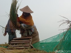 Melihat Gebodan Alat Perontok Padi Jadul di Indramayu yang Mulai Sirna