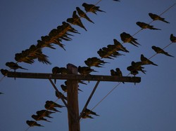 Ribuan Burung Beo Serbu Argentina, Kota Kacau Listrik Padam