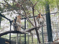 Bekantan, Maskot Ancol, Ada di Faunaland