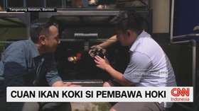Cuan Ikan Koki Si Pembawa Hoki