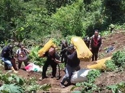 1.500 Batang Tanaman Ganja Kembali Ditemukan di Ladang Lereng Semeru