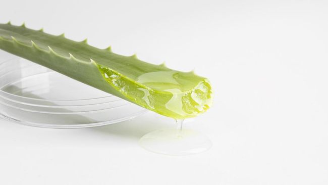 4 Manfaat Lidah Buaya: Rahasia Kulit Sehat dan Cerah
