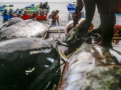 KKP Jamin Budi Daya Tuna di Biak Papua Tak Rusak Lingkungan