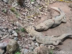 Tembok Jebol, Kawanan Buaya di Cianjur Kabur dari Penangkaran