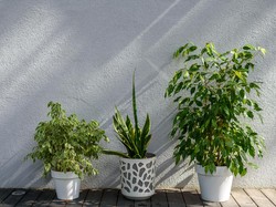 Cara Merawat Tanaman Indoor dan Outdoor saat Musim Hujan