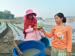 Cara Petani Saguling Atasi Sulitnya Akses Pupuk Bersubsidi