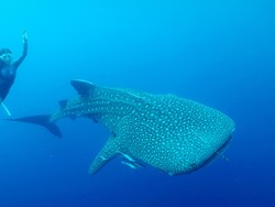 Teluk Saleh Diusulkan Jadi Kawasan Konservasi Hiu Paus