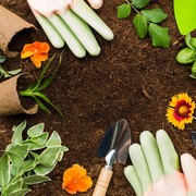 7 Tips Merawat Tanaman di Musim Hujan agar Tetap Subur