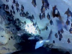 Video Gua Penuh Kelelawar Ditemukan Warga Lamongan Saat Gali Sumur