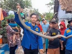 2 Warga Banjar Selamat dari Teror Serangan King Kobra