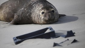 FOTO: Nasib Satwa Laut Patagonia Terancam Gunungan Sampah Plastik