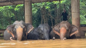 FOTO: Ratusan Gajah Terkepung Banjir di Thailand