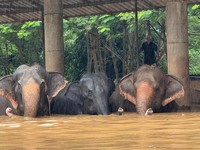  Ratusan Gajah Terkepung Banjir di Thailand