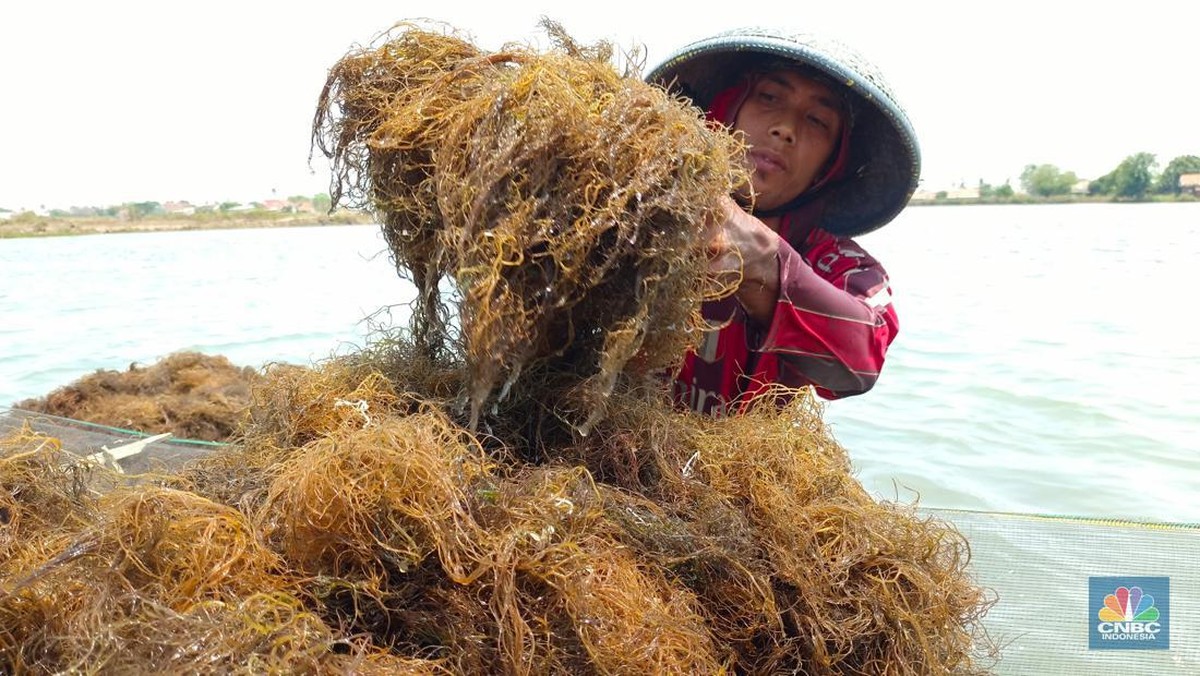 Gunakan Rumput Laut, Pemerintah RI Mau Pertebal Dompet Warga Pesisir