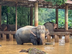 Sedihnya... Dua Gajah Mati Tenggelam Saat Banjir