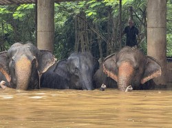 Gajah Betina Buta Mati Tenggelam Saat Banjir