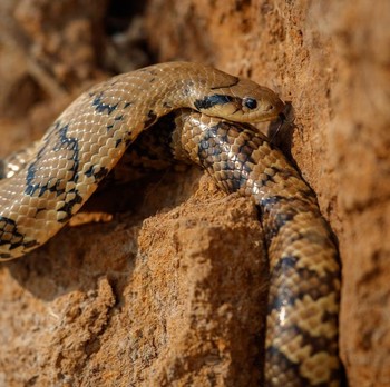 Waspadai, 5 Tempat yang Sering Jadi Sarang Persembunyian Ular di Rumah