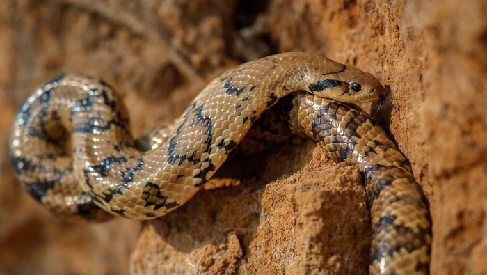 Waspadai, 5 Tempat yang Sering Jadi Sarang Persembunyian Ular di Rumah