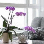 7 Tanaman yang Dipercaya Bisa Membawa Keberuntungan, Cantik untuk Dijadikan Dekorasi Rumah!