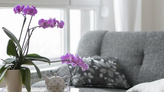 7 Tanaman yang Dipercaya Bisa Membawa Keberuntungan, Cantik untuk Dijadikan Dekorasi Rumah!