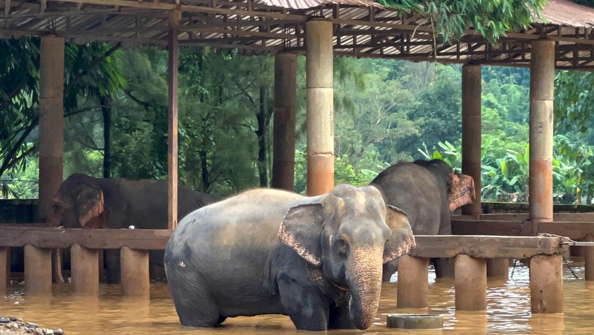 Setelah Gajah Mati di Afrika, Kejadian Selanjutnya Tak Terduga