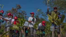 Tukad Mati Lestari Badung dan SRC Kolaborasi Tanam Mangrove di Badung