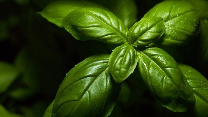 Wangi dan Mudah Ditanam, Ini 7 Tanaman Pengusir Cicak di Rumah