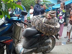 Detik-detik Rahmat Tebas Piton Raksasa Seberat 90 Kilogram