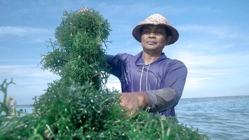 KUR BRI Tingkatkan Usaha Klaster Rumput Laut Semaya di Nusa Penida