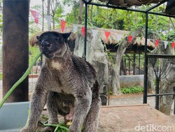 Kanguru Pohon Kelabu, Satwa Papua yang Jago Manjat Ada di Faunaland
