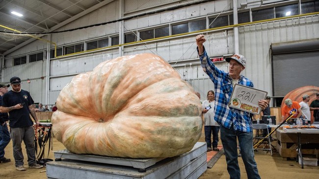 FOTO: Labu-labu Raksasa di Massachusetts, Berat Capai 1 Ton