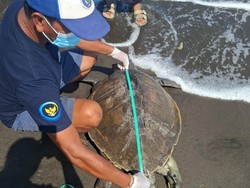 Lagi, Bangkai Penyu Lekang Ditemukan Terdampar di Pantai Perancak Jembrana