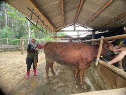 SMS PISAN, Inovasi Program Produktivitas Sapi Indukan Banyuwangi