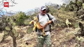 VIDEO: Iguana Kuning Menolak Punah, Populasi di Galapagos Meningkat