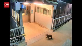 VIDEO: 'Inspeksi Mendadak' Koala di Stasiun Kereta Api Australia