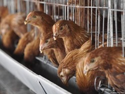 Jepang Hadapi Penyebaran Kasus Flu Burung, Waswas Stok Telur Bakal Langka