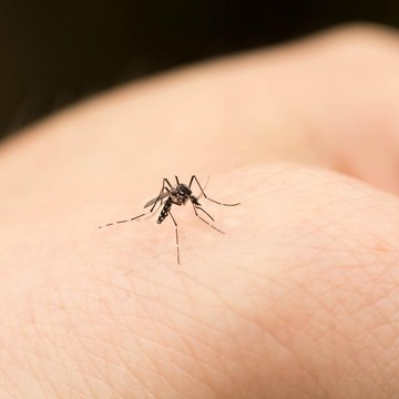 Awas! 4 Aroma Ini Bisa Bikin Kamu Jadi Target Utama Nyamuk