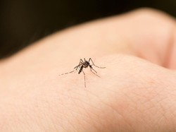 Cara Usir Nyamuk dengan Bahan Alami, Pakai Tanaman hingga Minyak Lavender