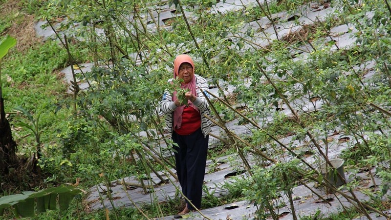 Badan Pengelola Dana Lingkungan Hidup (BPDLH) menjadi salah satu solusi Pemerintah Indonesia dalam mengatasi pendanaan pengelolaan lingkungan di Indonesia.