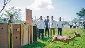 15 Rusa Totol Ramaikan Taman Cadika Medan