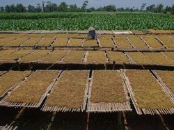 Cukai Naik Terus, Industri Rokok Minta Pemerintah Tarik Rem