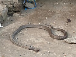 3 Fakta Ular King Cobra 2,5 Meter Teror Warga Kalasan Sleman