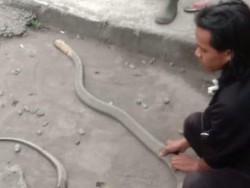 Damkar Ungkap Masih Ada King Cobra Berkeliaran di Kalasan Sleman