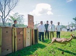 Taman Cadika Medan Tambah Koleksi 15 Rusa Totol dari Istana Bogor